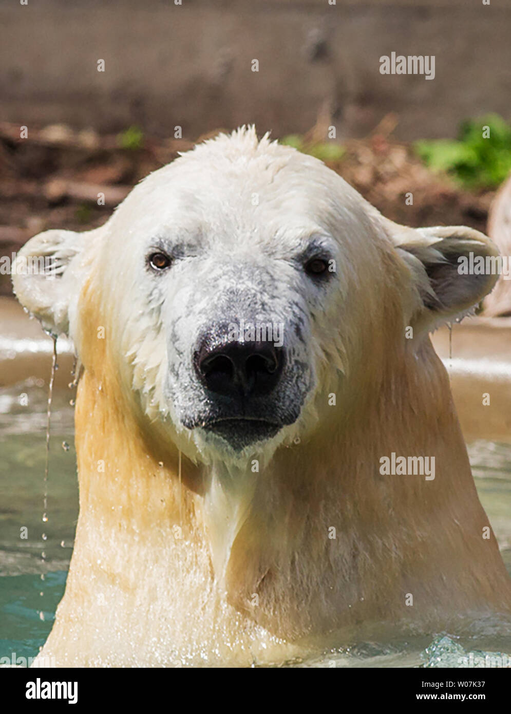 The Saint Louis Zoo has announced that Kali, a 2 ½-year-old, 850-pound male polar bear that was orphaned in Alaska as a cub, is now being housed in his new 40,000-square-foot habitat at the Zoo in St. Louis on May 9, 2015. Kali’s transportation on May 5 from Rochester, New York, to St. Louis was donated by FedEx. The Saint Louis Zoo’s veterinarian and animal care staff accompanied him on the day-long journey, which included a FedEx Express flight from Rochester to Memphis, and a temperature-controlled truck transport via FedEx Custom Critical from Memphis to St. Louis. Photo by Buffalo Zoo/UPI Stock Photo