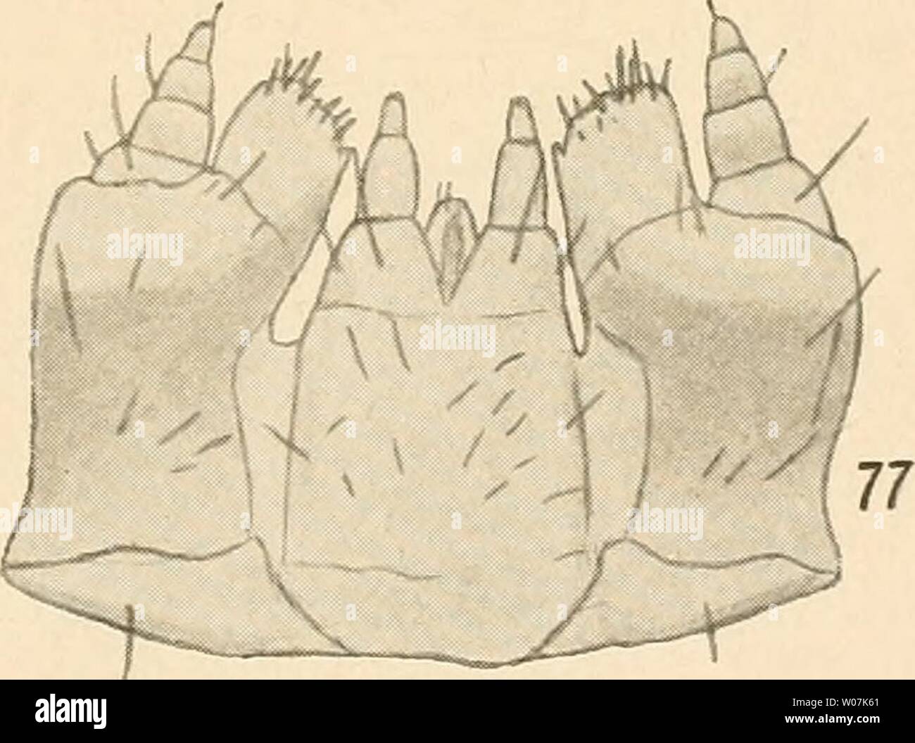 Archive image from page 586 of Die fichtenkäfer Finnlands (1917 Stock