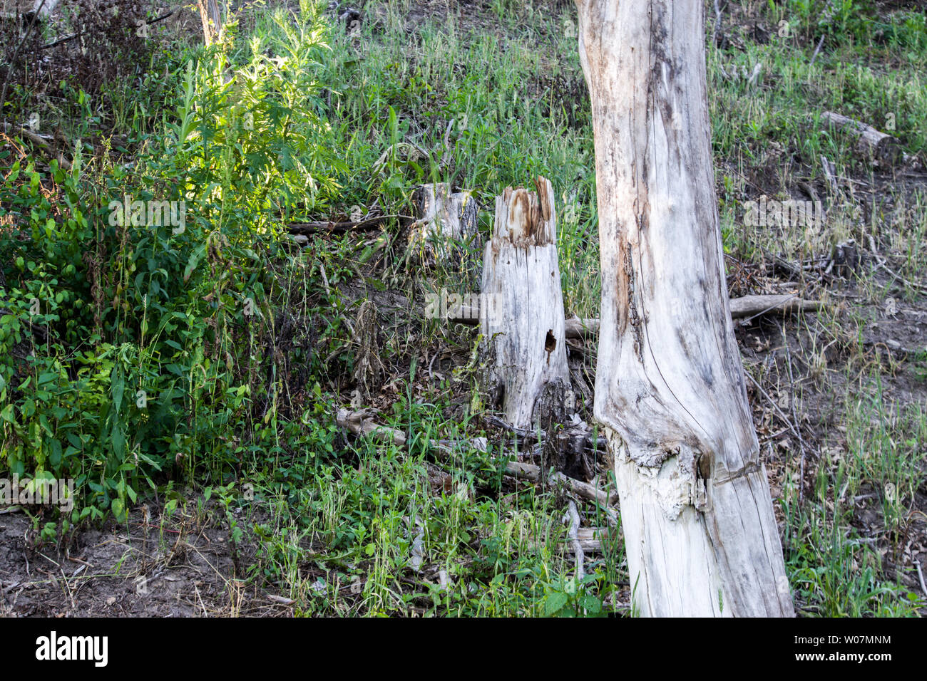 Eastern Cottonwood (Populus deltoides) Stock Photo