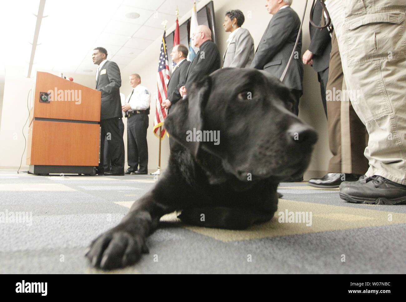 Chloe, the St. Louis County police dog, lays on the floor as Pastor W. D. Billups of the New Life Missionary Baptist Church talks about the arrest of a suspect who set fire to his church on October 17, 2015, during a press confernce in St. Louis on October 30, 2015. St. Louis Police say thay have arrested David Lopez Jackson for setting two of the seven suspious fires at St. Louis are churches. Based on the investigation so far, police say there is no indication of a hate crime or sign of any particular Christian denomination or ethnic group being targeted. Chloe helped in the investigation. P Stock Photo
