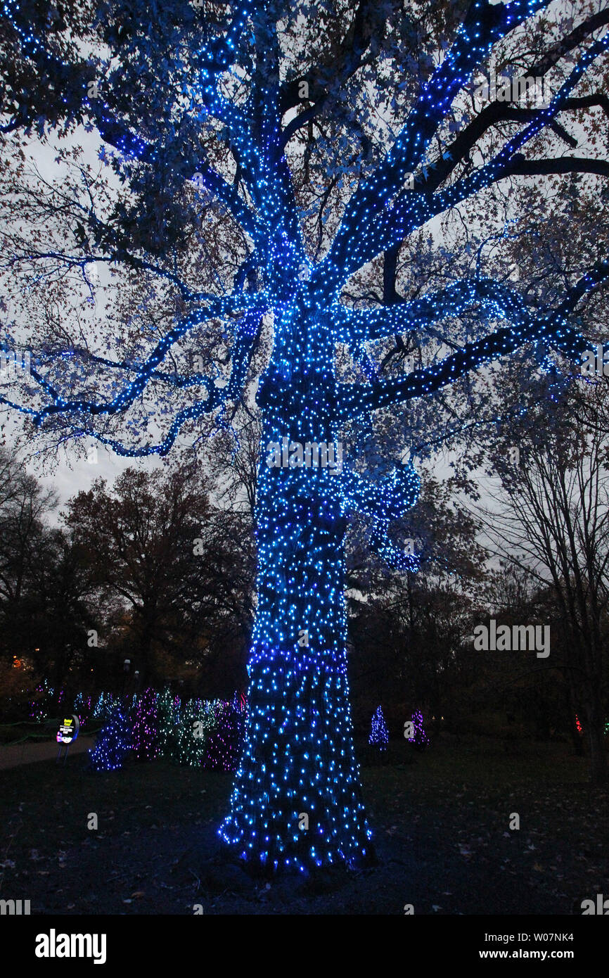 A Large Oak Tree At The Missouri Botanical Gardens Is Covered In