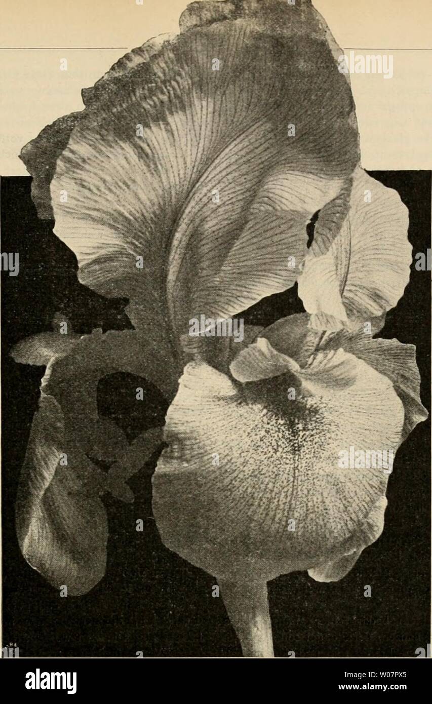 Archive image from page 620 of Die Gartenwelt (1897) Stock Photo