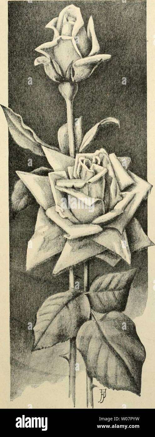 Archive image from page 620 of Die Gartenwelt (1897) Stock Photo