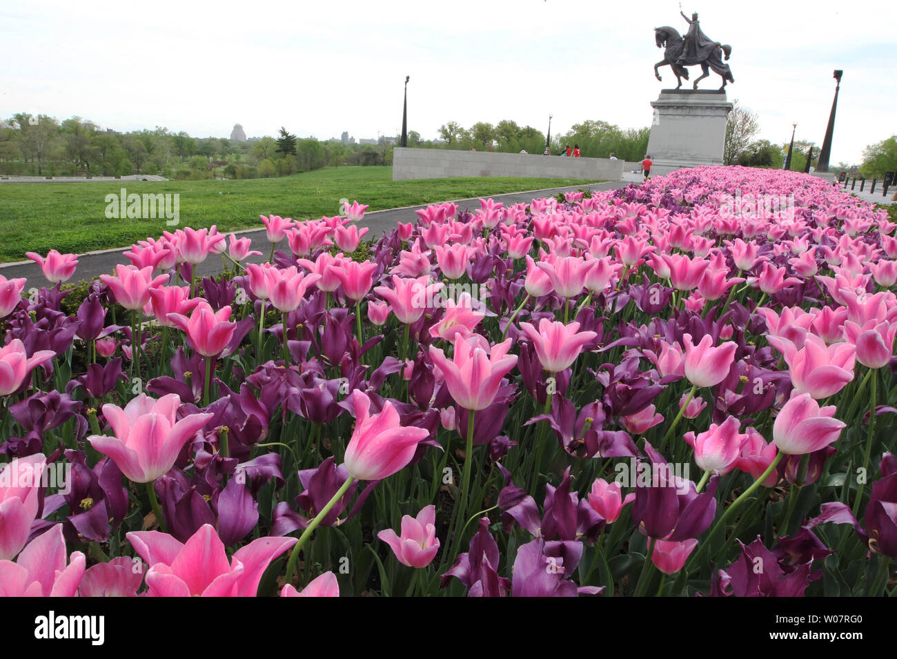 Pink and purple tulips are in full bloom near the Statue of King St