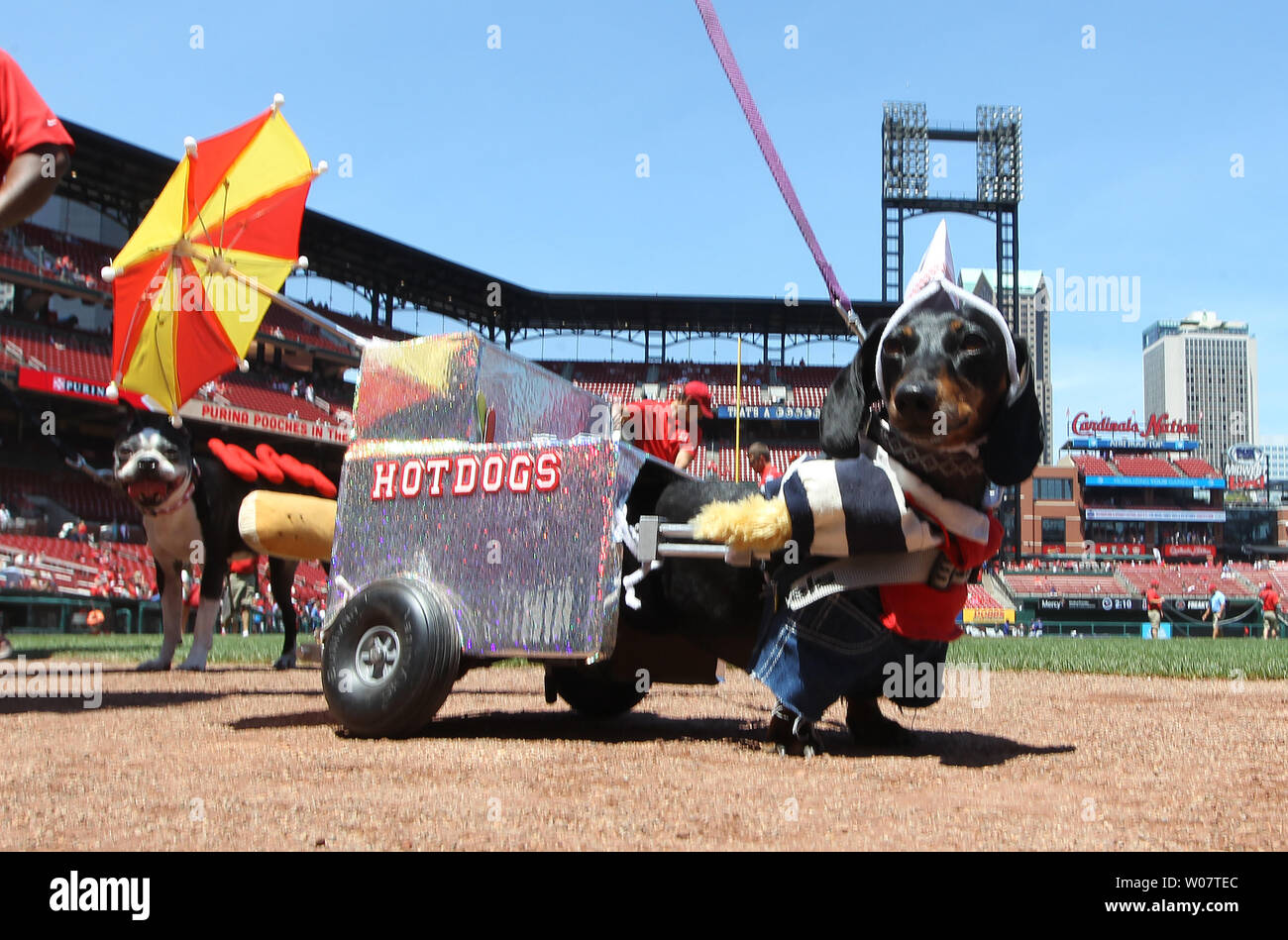 Sophie, a five year old mini dachshund walks around the Busch Stadium track during Pooches in the Ballpark promotion before the Texas Rangers-St. Louis Cardinals baseball game in St. Louis on June 18, 2016. Nearly 300 baseball fans brought their dog to walk around the track and sit with their owner for the game.  Photo by Bill Greenblatt/UPI Stock Photo