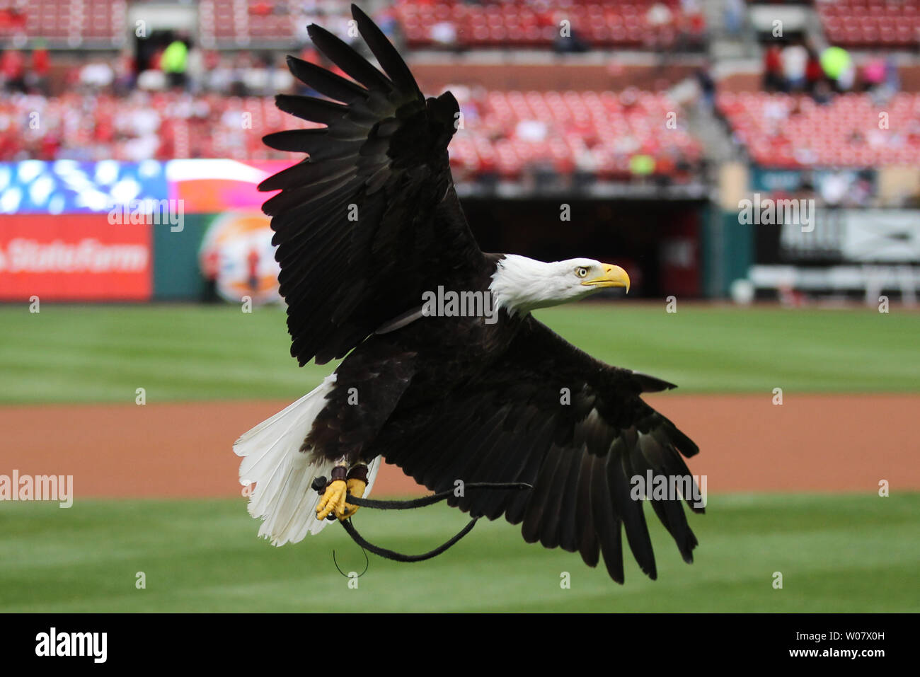 Clark the bald eagle from the World Bird Santuary, comes in for a landing  before the Pittsburgh Pirates -St. Louis Cardinals baseball game at Busch  Stadium in St. Louis on October 1