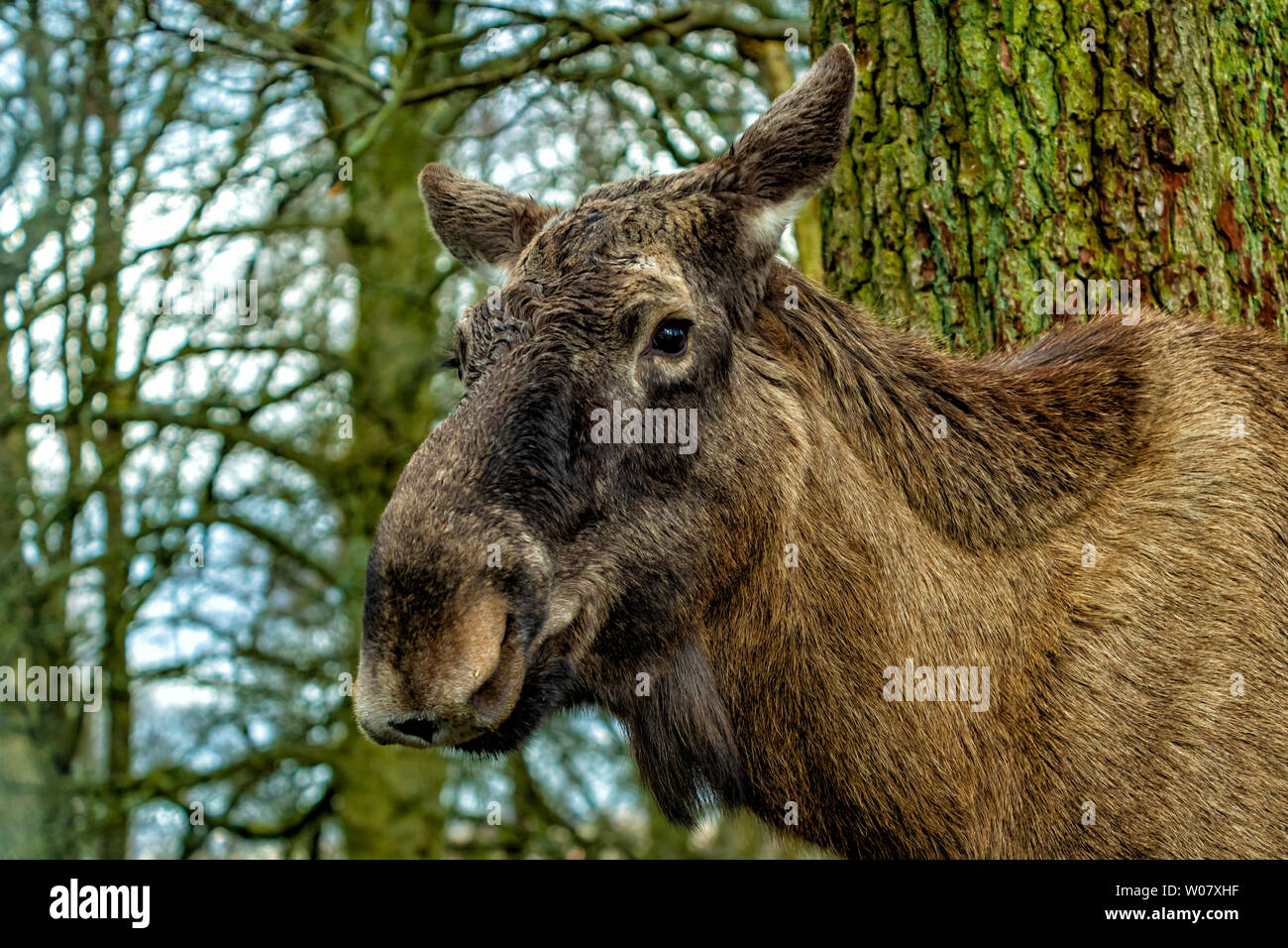European Moose Alces alces Stock Photo