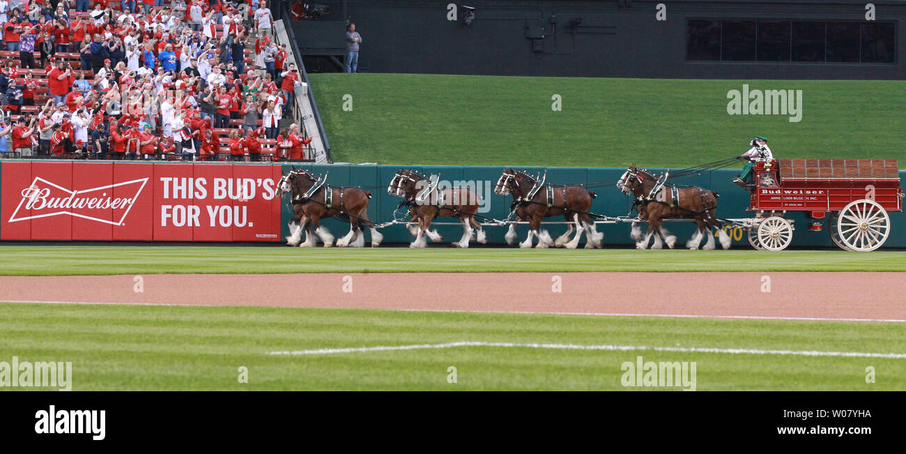 Budweiser Clydesdales trot around the Busch Stadium track on