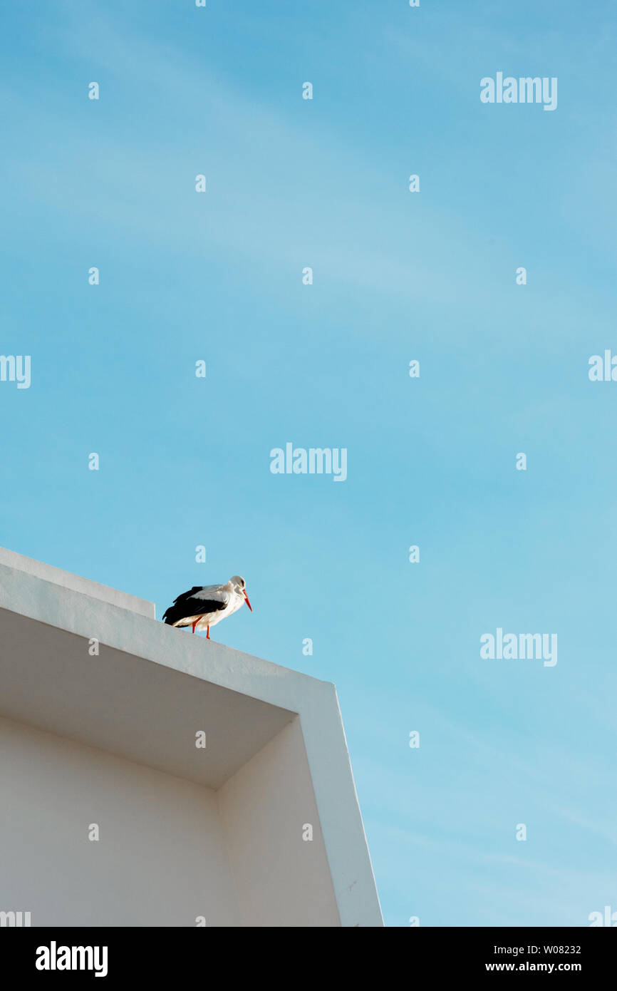 Low angle view of a stork on the roof of modern building Stock Photo