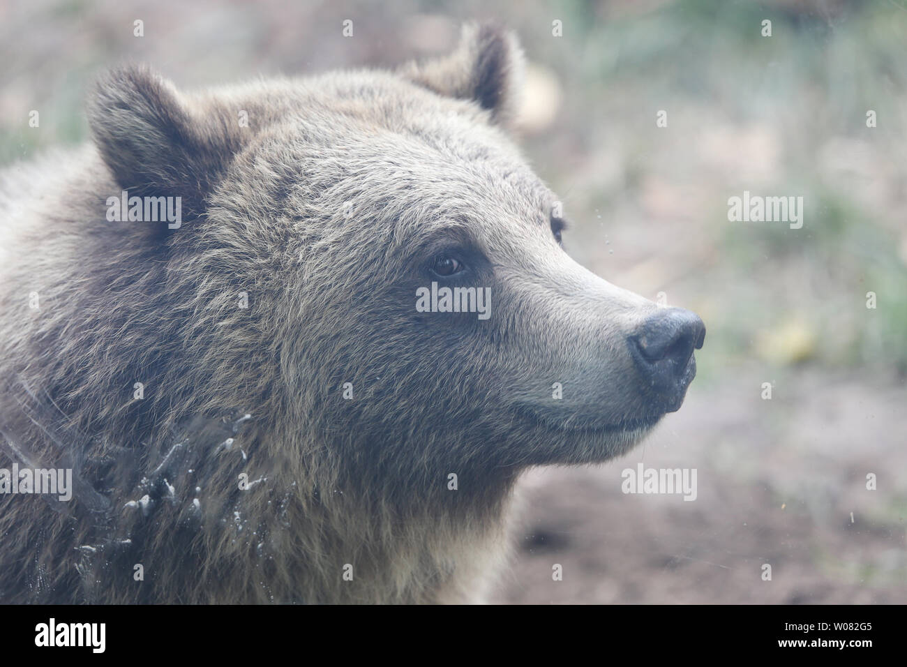 Grizzly Bear  Saint Louis Zoo