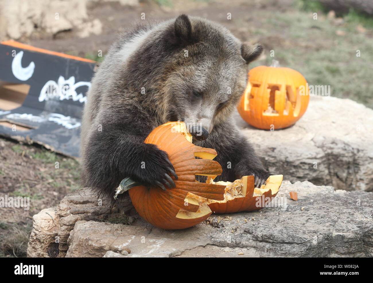 Finley the grizzly bear tears into a pumpkin filled with treats as she and other bears prepare for Halloween at the Saint Louis Zoo in St. Louis on October 31, 2017. The Zoo’s staff provides enrichment, such as Halloween pumpkin activities, to give the animals interesting and stimulating ways to engage in natural behaviors. Photo by Bill Greenblatt/UPI Stock Photo