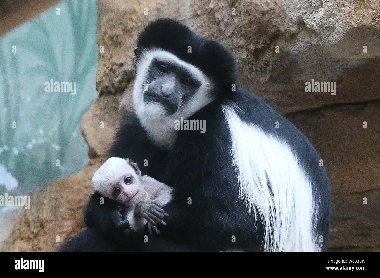 A Newly Born Colobus Monkey Is Held By A Sibibling At The Saint