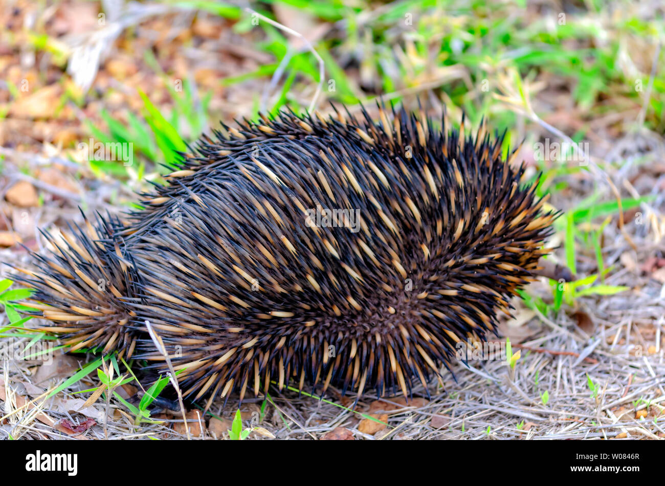 Australian anteater hi-res stock photography and images - Alamy