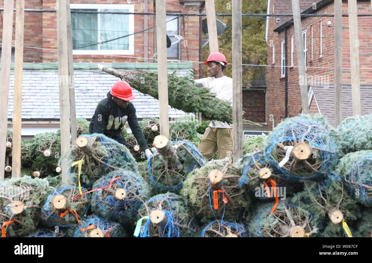 Workers remove trees off of a truck for stacking at the Ted Drewe's Christmas Tree lot in St. Louis on November 23, 2018. Black Friday is traditionally the first day of tree sales in St. Louis. 25-30 Million Christmas trees will be sold nationwide in 2018, despite the fact of a shortage because farmers cut back on planting trees from 2007 to 2009 due to the Great Recession and the impacts are being felt now because the length of time it takes for Christmas trees to grow.Photo by Bill Greenblatt/UPI Stock Photo