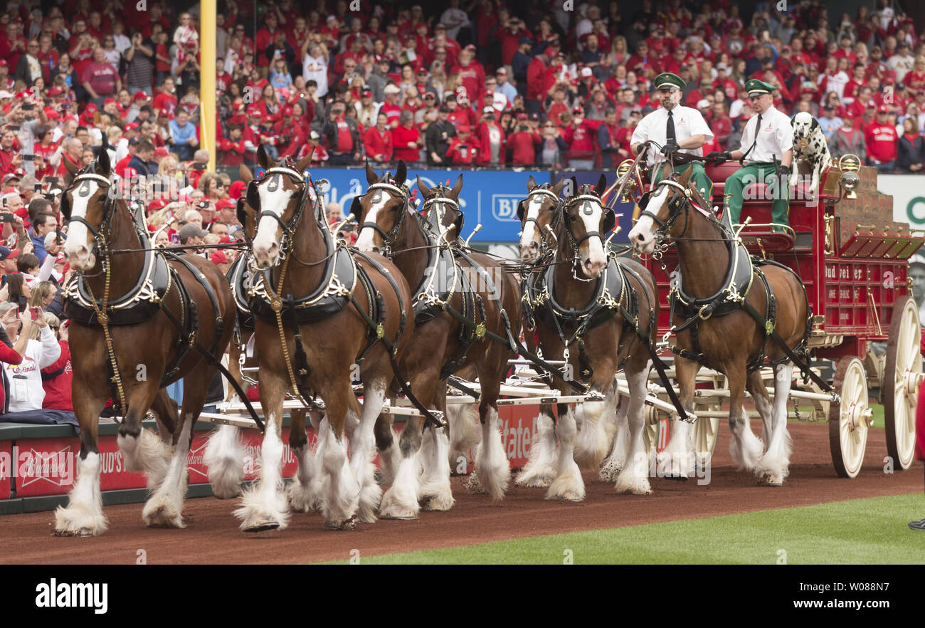 The Budweiser Clydesdales make their way around the Busch Stadium