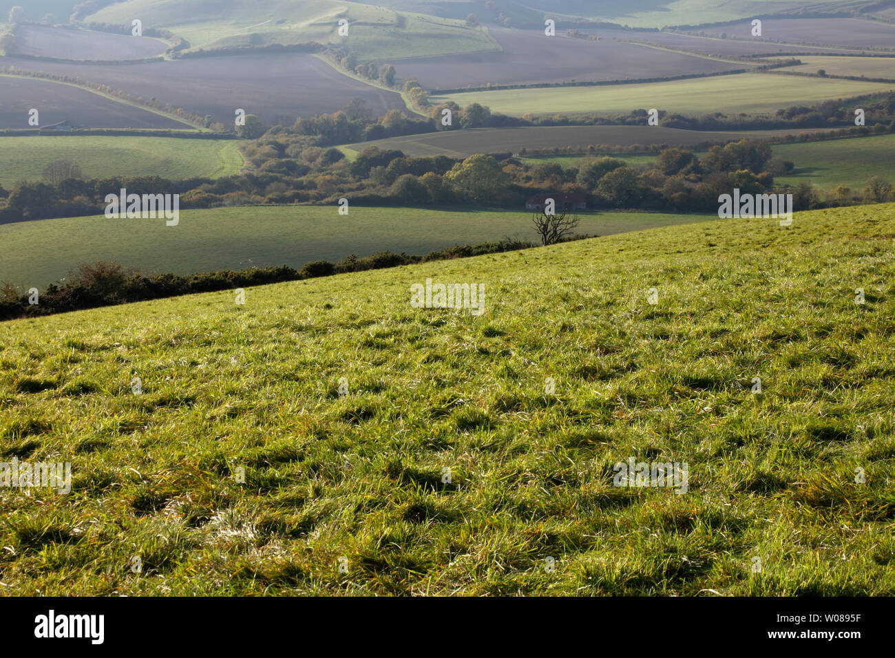 Up Sydling in the Dorset Downs, Dorset, England, UK Stock Photo