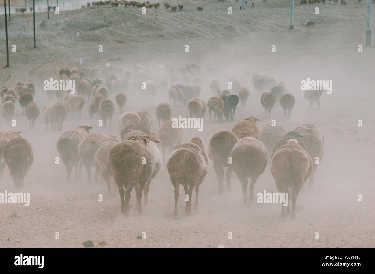 Migration of grazing sheep Stock Photo