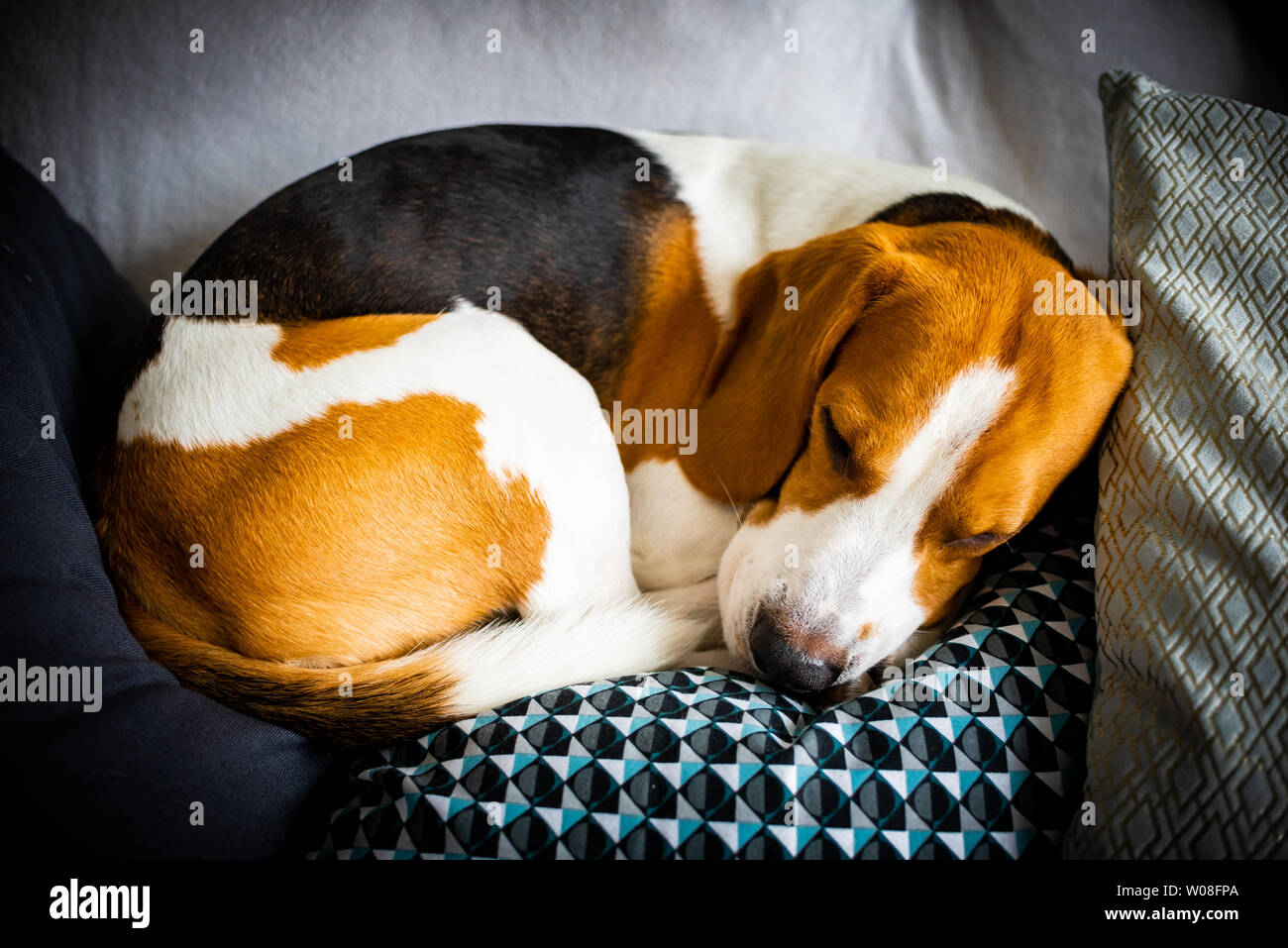 Sleeping beagle on the sofa in living room Stock Photo Alamy