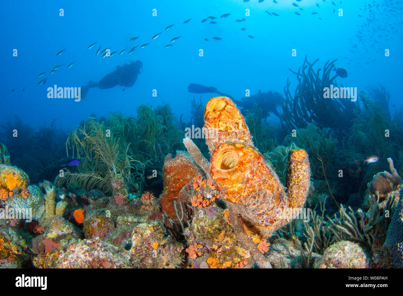 Divers (MR) swim through a reef scene with tube sponge on the Sea Aquarium House Reef off the island of Curacao in the Caribbean. Stock Photo