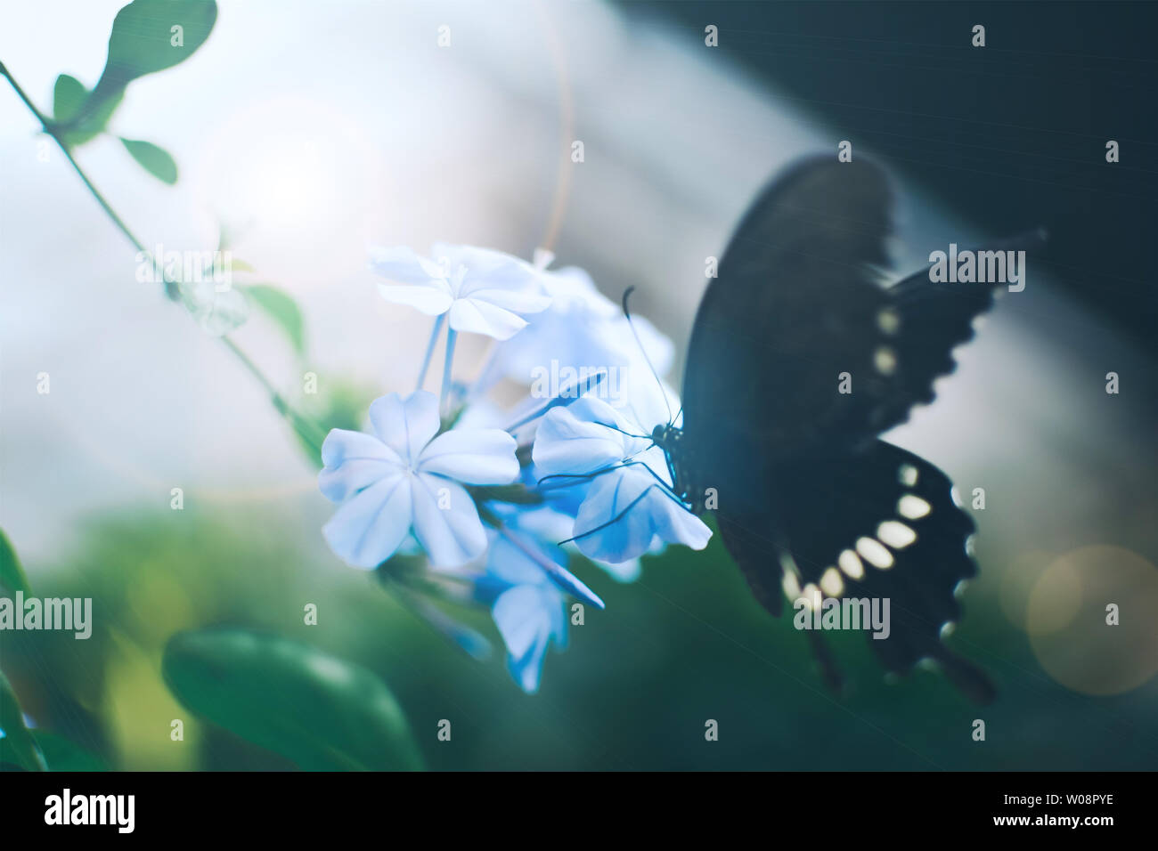 butterfly lovers Stock Photo Alamy