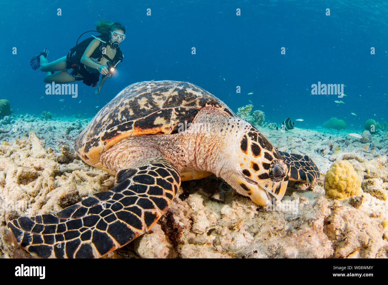 Hawksbill turtle, Eretmochelys imbricata, (endangered species) and diver (MR) off the island of Bonaire in the Caribbean. Stock Photo