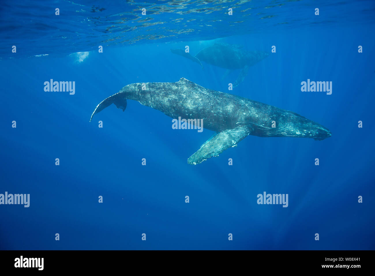 Adult whale underwater hi-res stock photography and images - Alamy