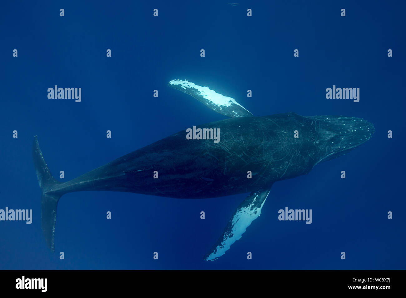 Humpback whales are well known for their long ÒpectoralÓ fins, which can be up to 15 feet (4.6 m) in length. Their scientific name, Megaptera novaeang Stock Photo