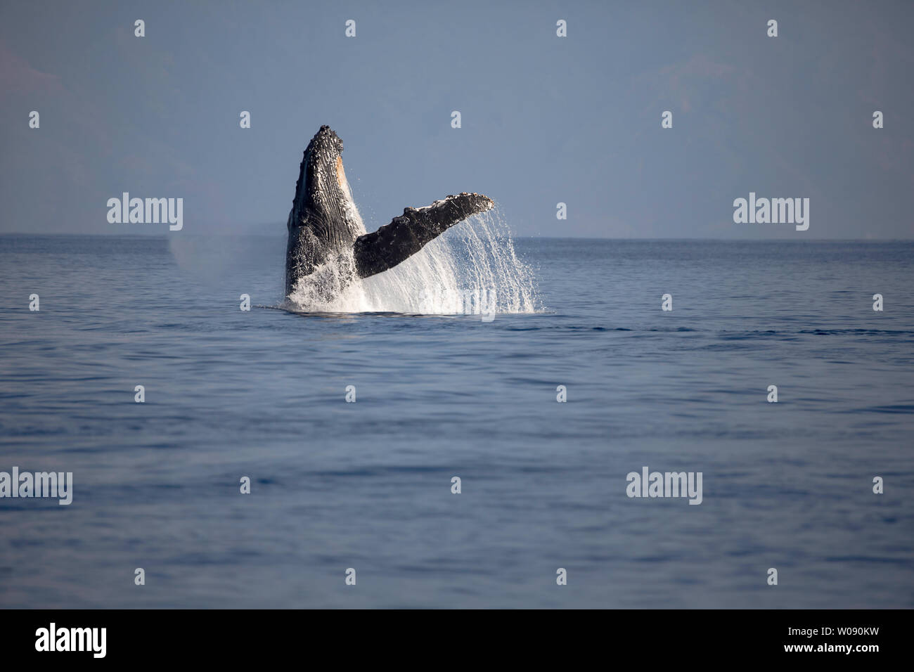 Hawaii maui humpback whale breaching hi-res stock photography and ...