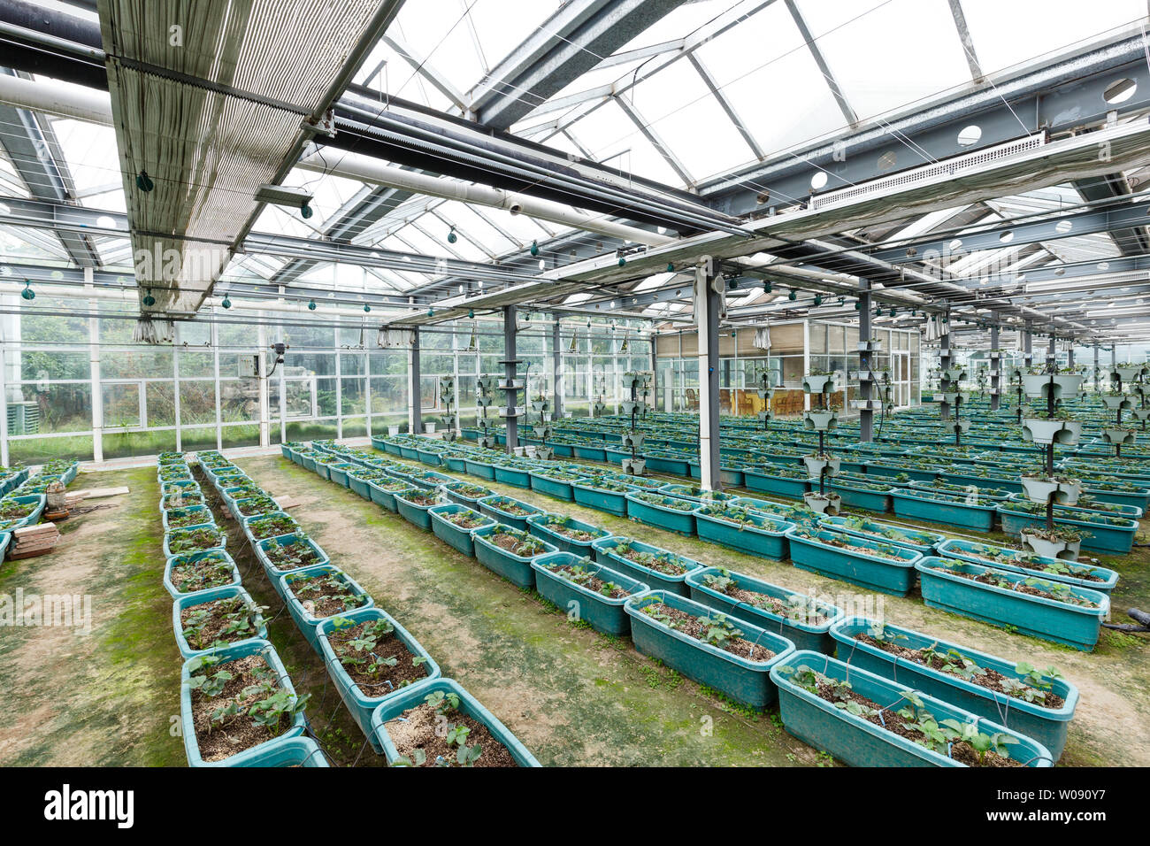 interior of vegetable greenhouse Stock Photo - Alamy