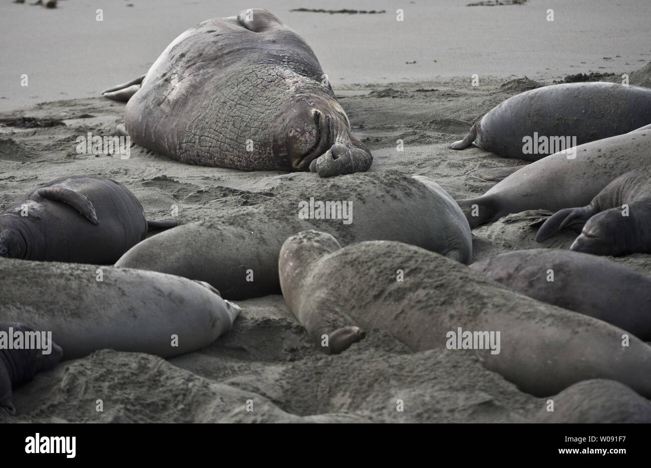 A dominant bull northern elephant seal snoozes on the beach with his harem in San Simeon, California on February 19, 2015. Males weigh up to 5,000 pounds and can have scores of females in their harem.   Photo by Terry Schmitt/UPI Stock Photo