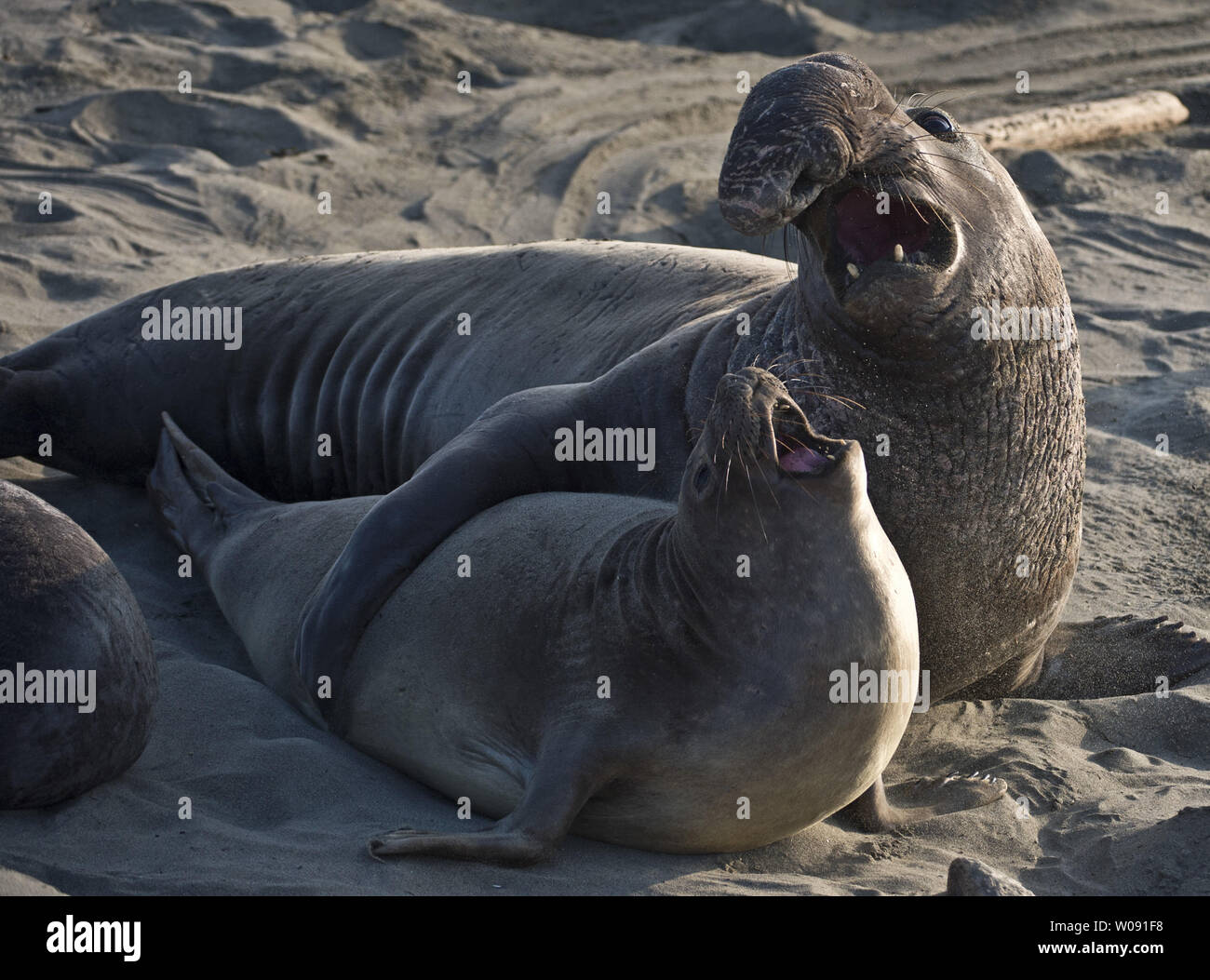 A dominant bull northern elephant seal vocalizes while mating with a female on the beach in San Simeon, California on February 19, 2015. The males weigh up to 5,000 pounds and can have scores of females in their harem.   Photo by Terry Schmitt/UPI Stock Photo