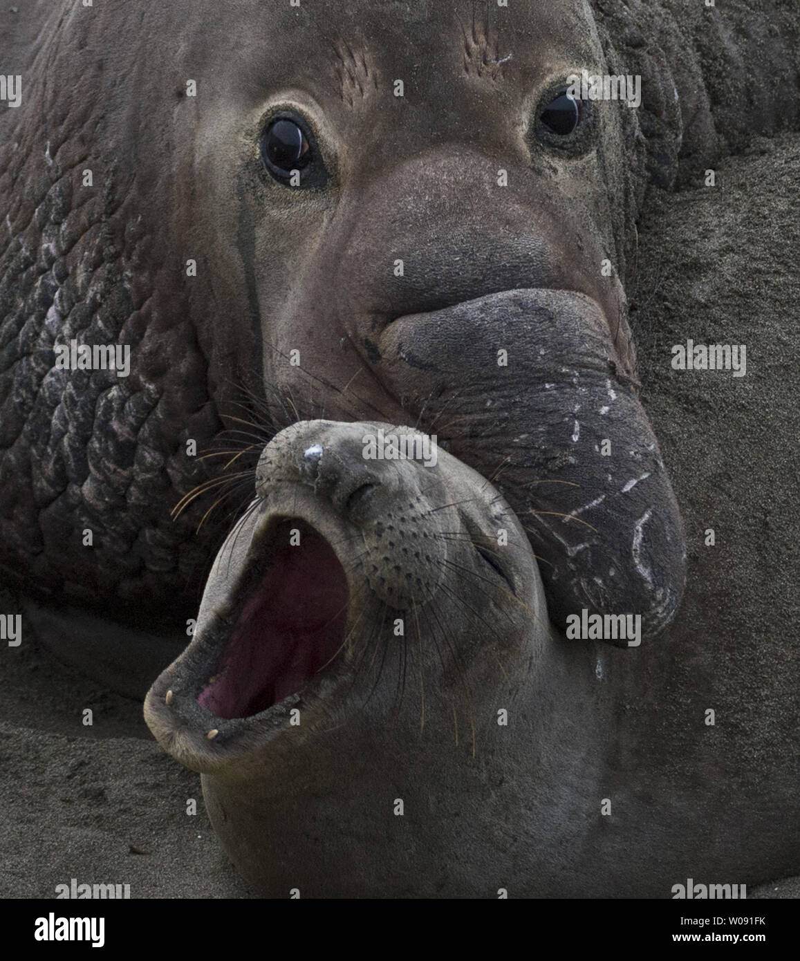 A female northern elephant seal yells as she is mounted by a dominant male on the beach in San Simeon, California on February 19, 2015. The males weigh up to 5,000 pounds and can have scores of females in their harem.   Photo by Terry Schmitt/UPI Stock Photo