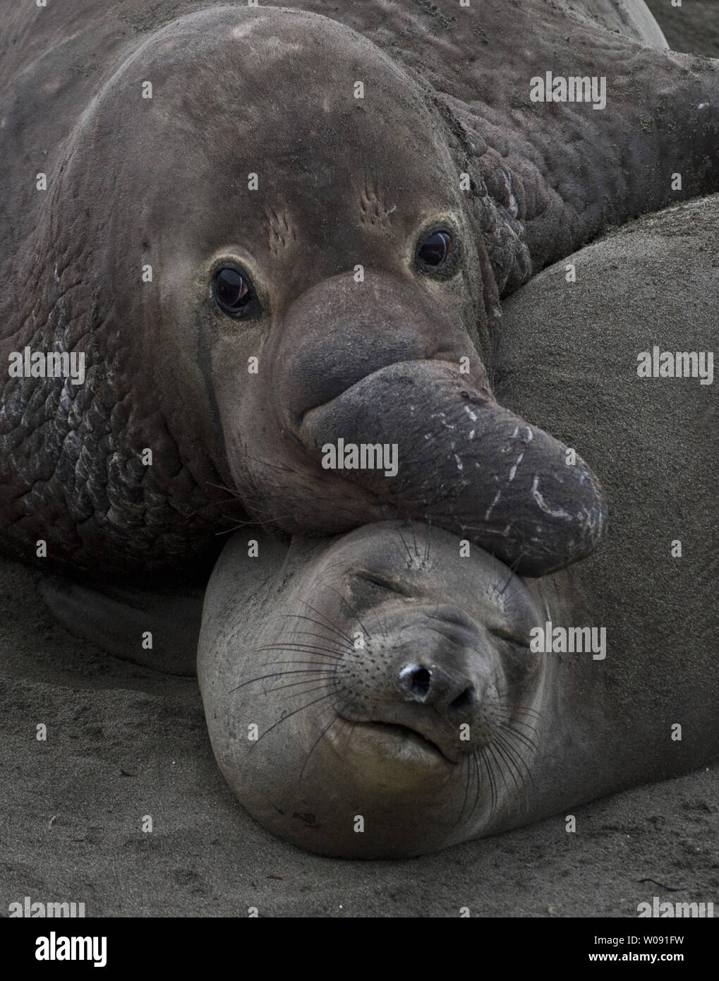 A female northern elephant seal submits as she is mounted by a dominant male on the beach in San Simeon, California on February 19, 2015. The males weigh up to 5,000 pounds and can have scores of females in their harem.   Photo by Terry Schmitt/UPI Stock Photo