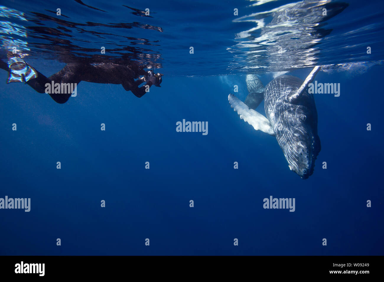 A photographer (MR) lines up on a young humpback whale, Megaptera novaeangliae, Hawaii. Stock Photo