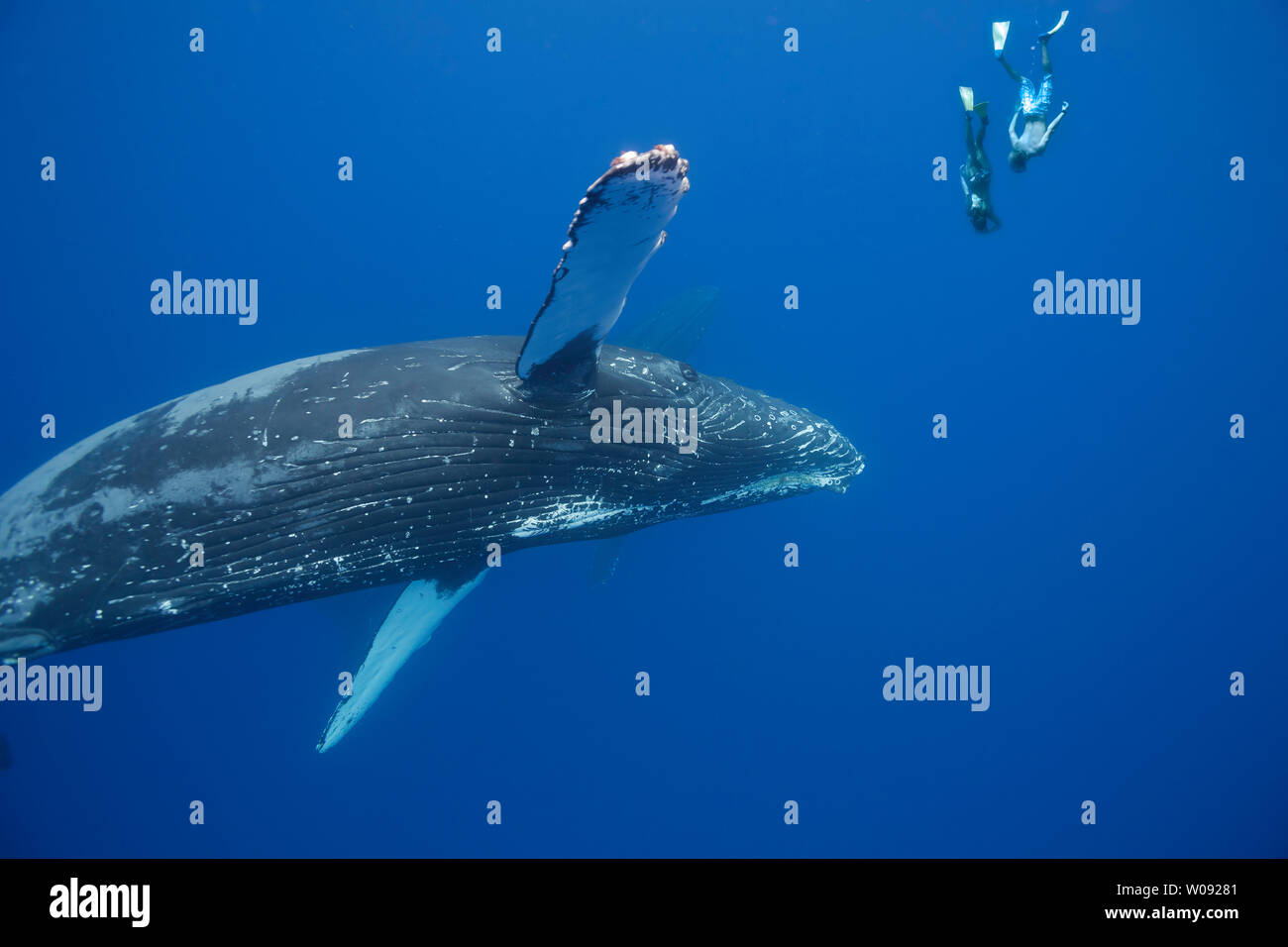 Two free divers (MR) submerge near a pair of humpback whales, Megaptera