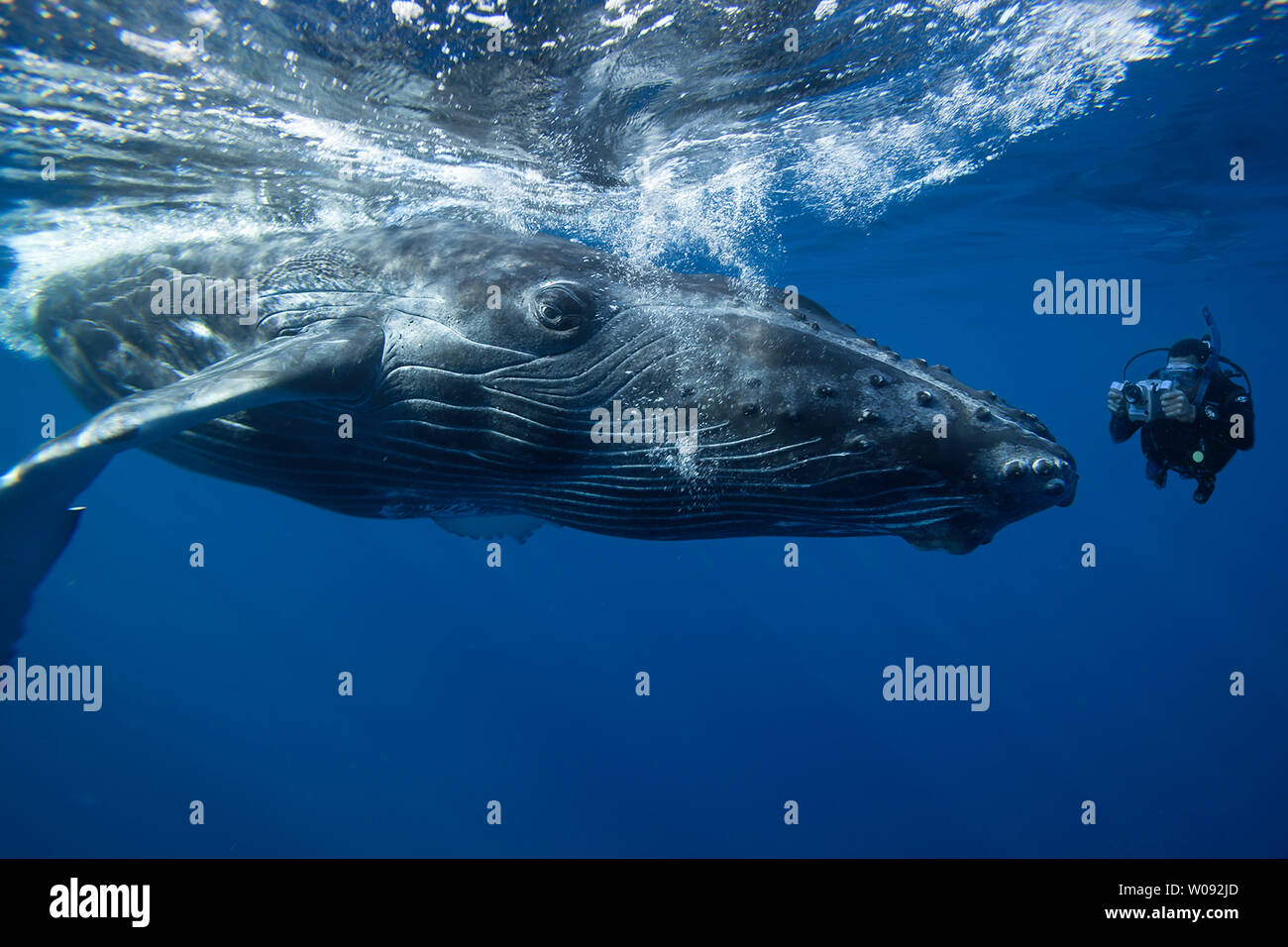 A camera man (MR) lines up on a humpback whale, Megaptera novaeangliae, Hawaii. Stock Photo