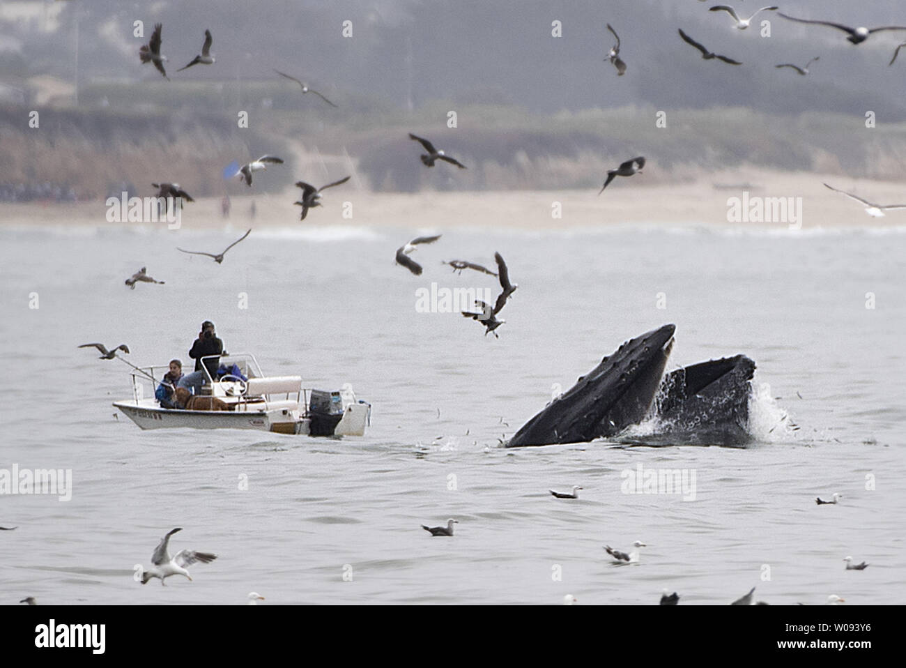A whale gulps anchovies next to a fisherman in Half Moon Bay, California on July 6, 2016. El Niño has brought abundant bait, flocks of birds, whales and tourists to Northern California beaches.   Photo by Terry Schmitt/UPI Stock Photo