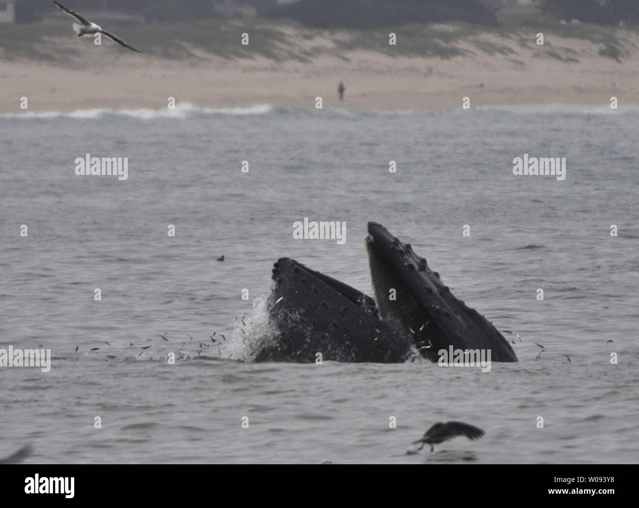 A whale gulps anchovies off the beach in Half Moon Bay, California on July 6, 2016. El Niño has brought abundant bait, flocks of birds, whales and tourists to Northern California beaches.   Photo by Terry Schmitt/UPI Stock Photo