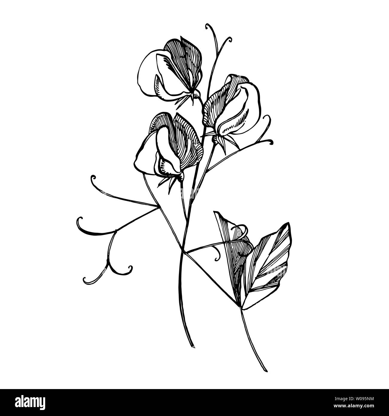 Sweet Pea Flowers Drawing And Sketch With Line Art On White Backgrounds Floral Pattern With Flowers Of Sweet Peas Elegant The Template For Fabric P Stock Photo Alamy