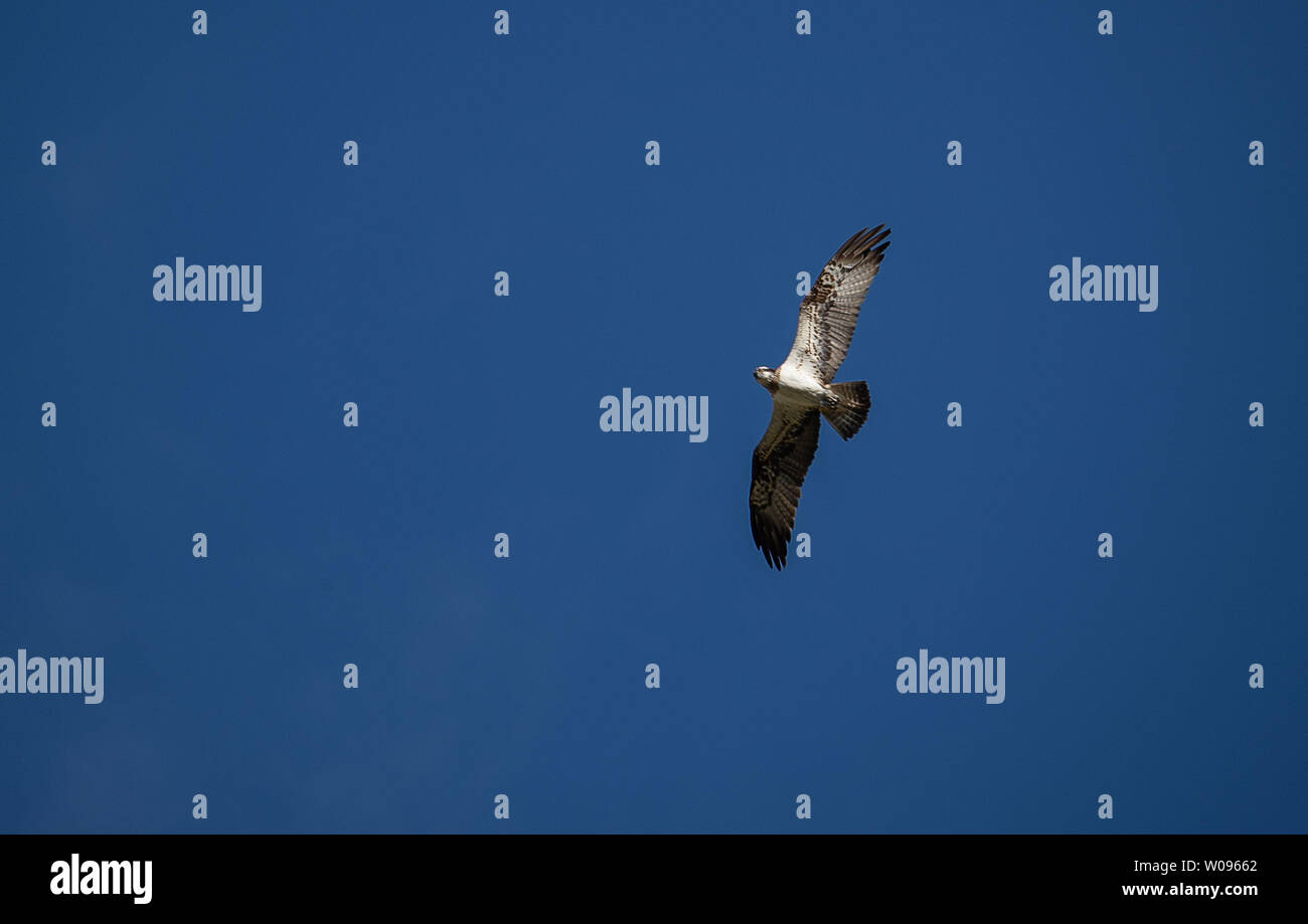 Nisbill, Germany. 27th June, 2019. An adult osprey circles over the net with a young bird and observes the work of the bird ringers. With the support of the energy supplier WEMAG, young birds of prey and storks will be ringed until the beginning of July. About 208 breeding pairs and 350 young birds were counted last year in Mecklenburg-Vorpommern. Credit: Jens Büttner/dpa-Zentralbild/dpa/Alamy Live News Stock Photo