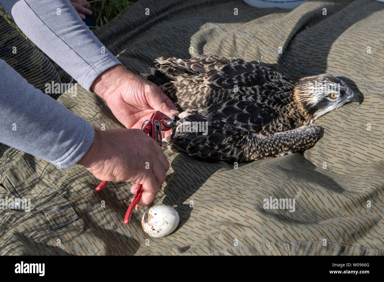 Nisbill, Germany. 27th June, 2019. Torsten Marczak attaches the marking  rings to the legs of a five-week-old osprey. With the support of the energy  supplier WEMAG, young birds of prey and storks