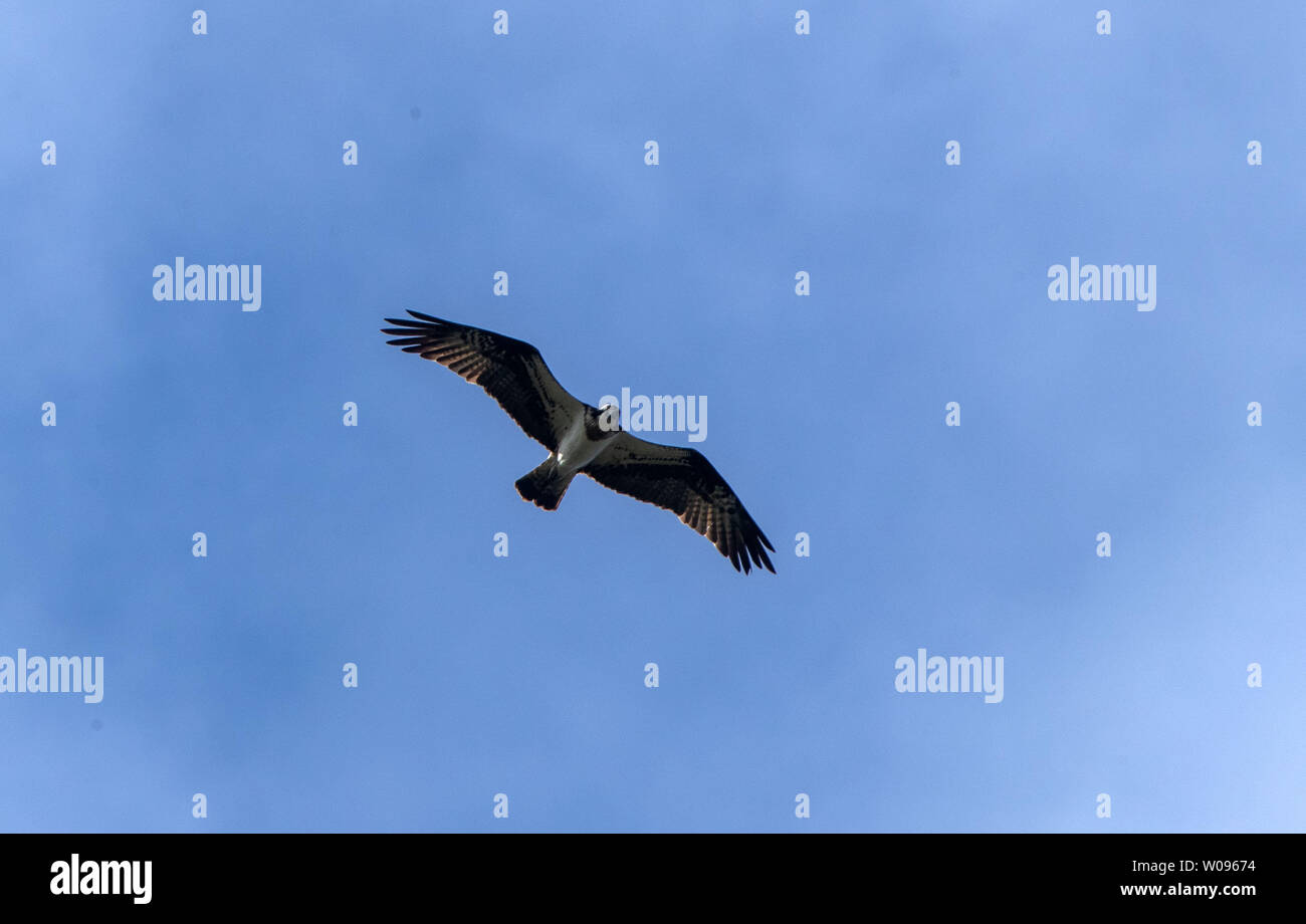 Nisbill, Germany. 27th June, 2019. An adult osprey circles over the net with a young bird and observes the work of the bird ringers. With the support of the energy supplier WEMAG, young birds of prey and storks will be ringed until the beginning of July. About 208 breeding pairs and 350 young birds were counted last year in Mecklenburg-Vorpommern. Credit: Jens Büttner/dpa-Zentralbild/dpa/Alamy Live News Stock Photo