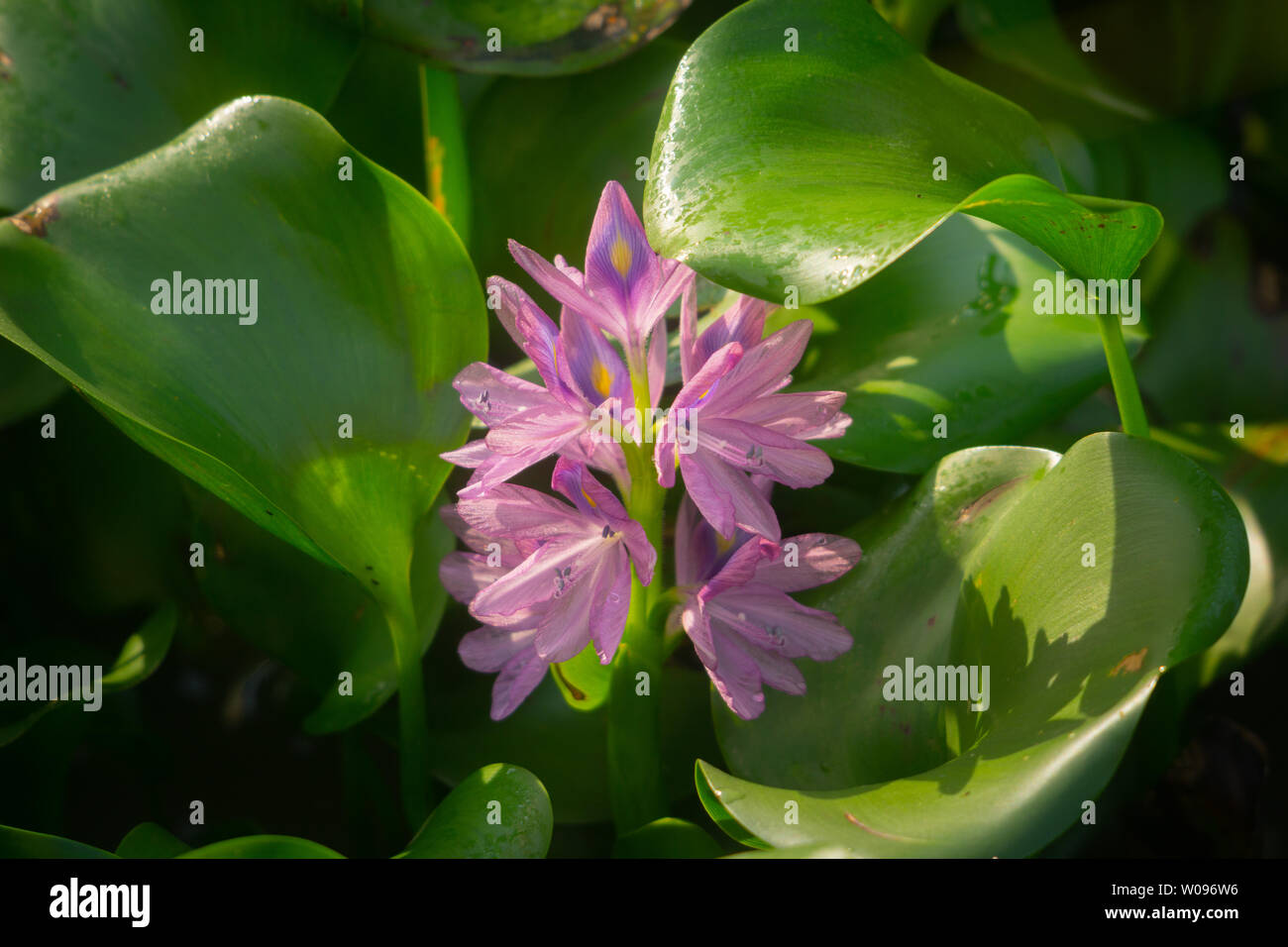 Purple water hyacinth flower closeup in Borneo Stock Photo Alamy