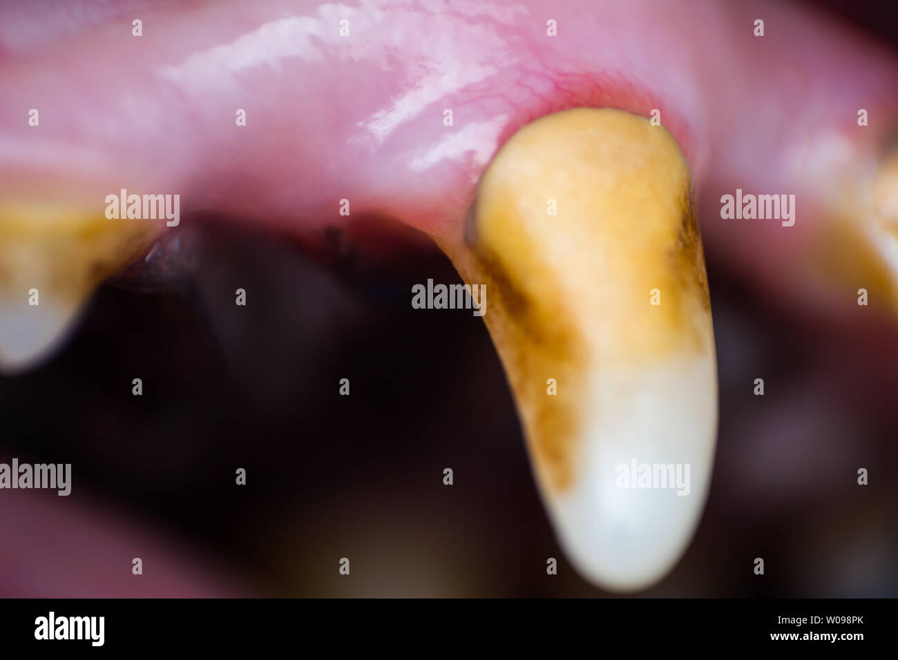 macro photo of a dog jaw tooth with bacterial plaque and gingivitis