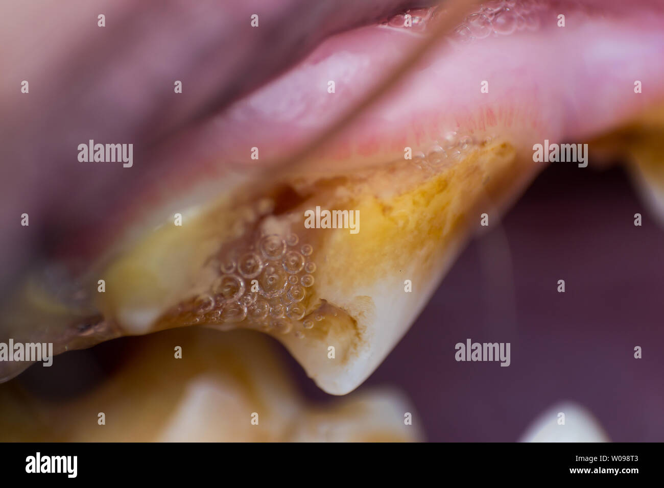 macro photo of a dog jaw tooth with bacterial plaque and gingivitis