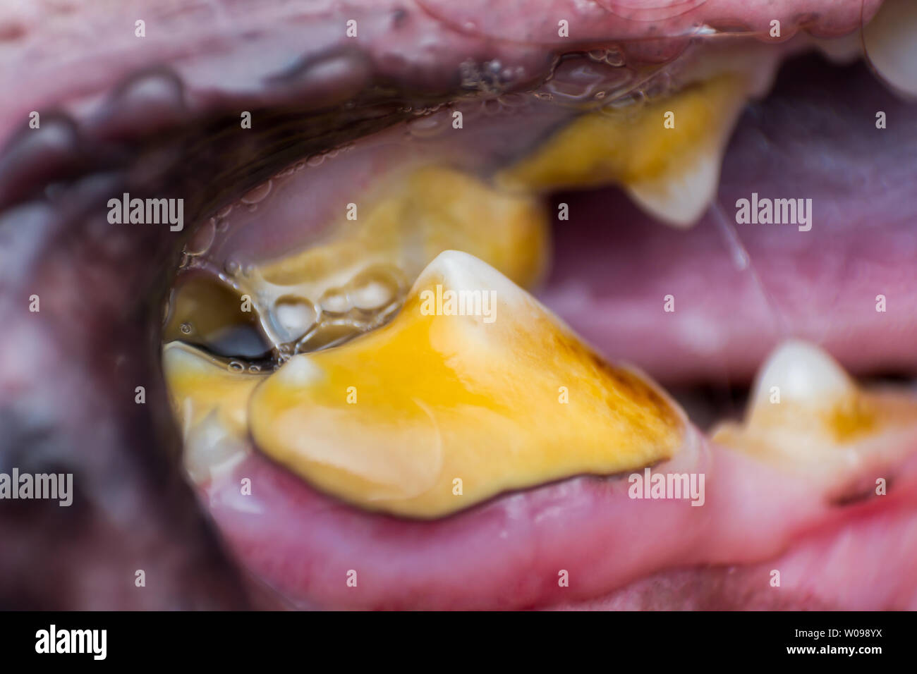 macro photo of a dog jaw tooth with bacterial plaque and gingivitis