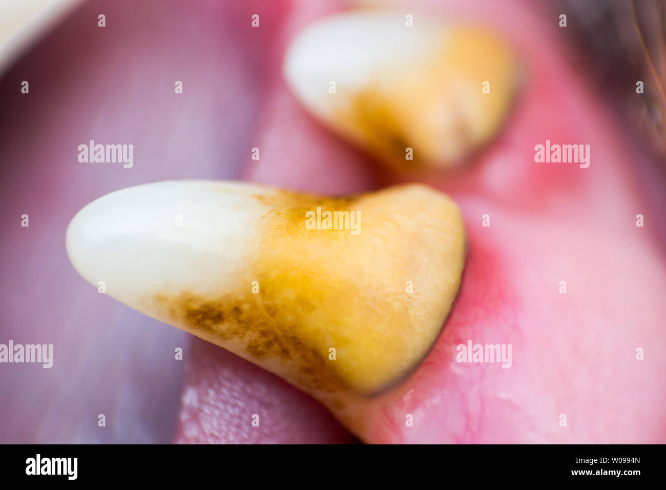 macro photo of a dog jaw tooth with bacterial plaque and gingivitis