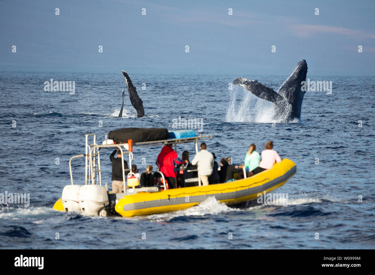 Humpback whale commercial boat hawaii hi-res stock photography and ...