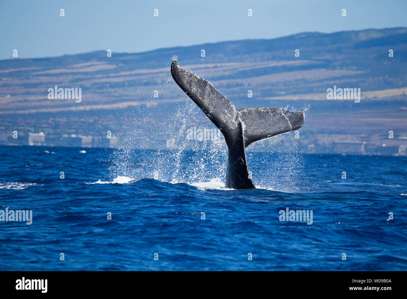 The tail of a humpback whale, Megaptera novaeangliae, off the coast of ...