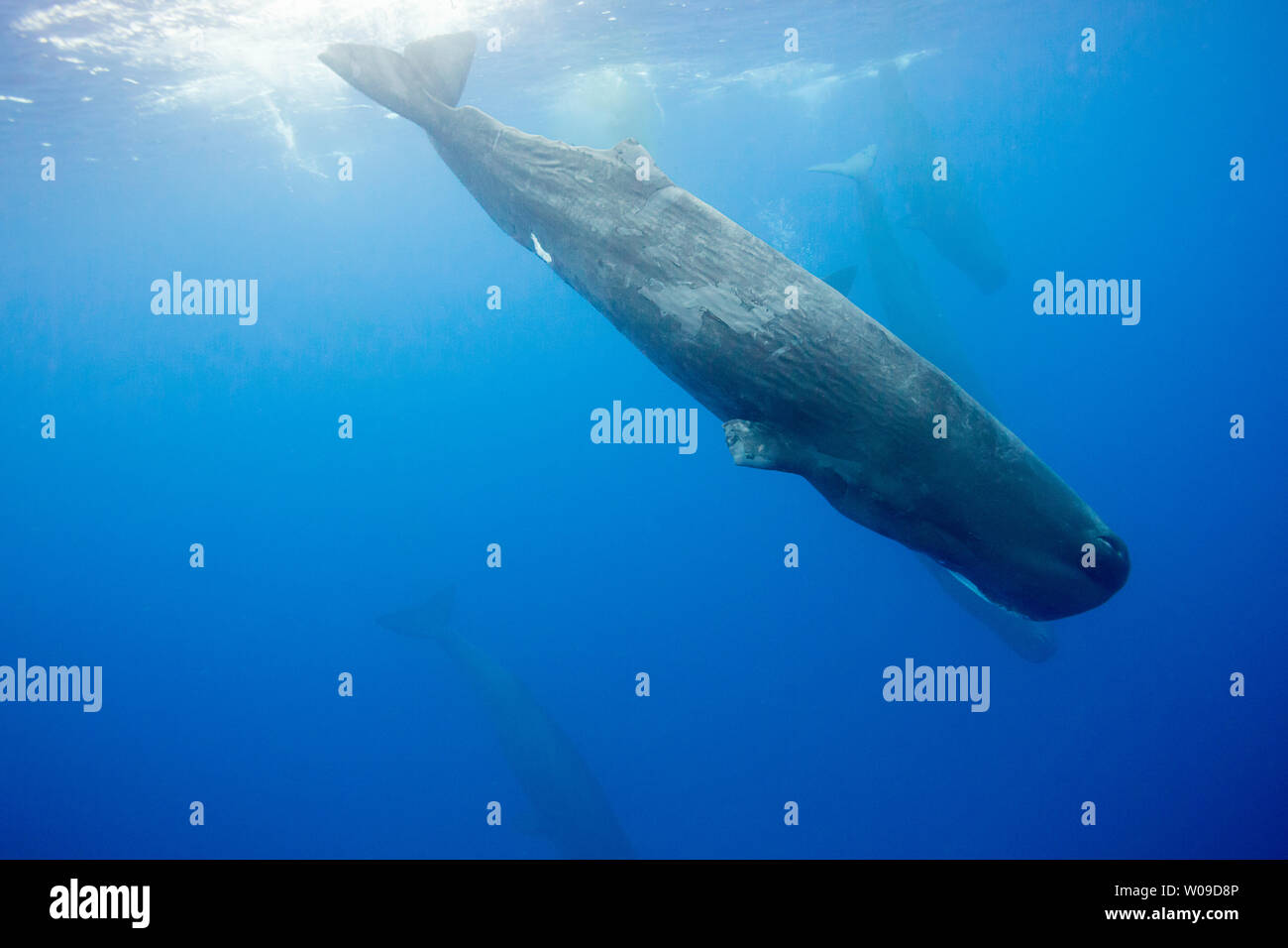 The sperm whale, Physeter macrocephalus, is the largest of all the toothed cetaceans.  Males can reach 60 feet in length.  Photographed in the Indian Stock Photo